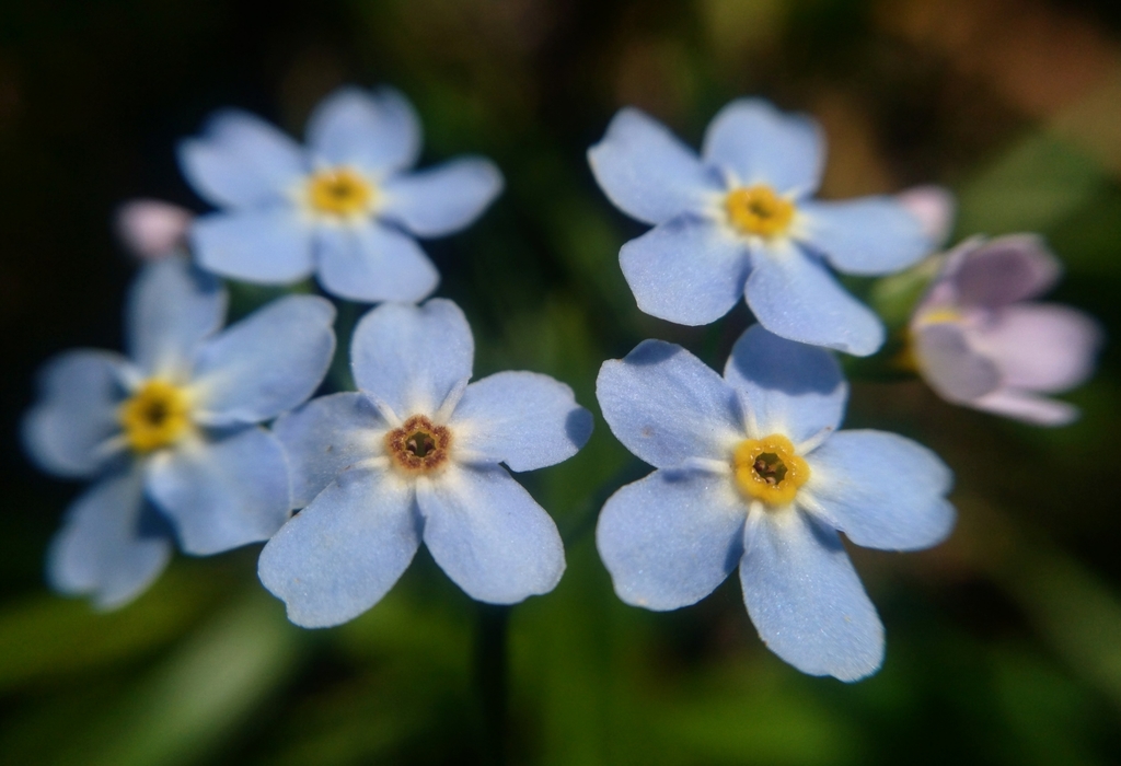 bay forget-me-not from Leningrad, RU on August 11, 2019 by Антон ...