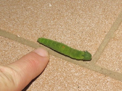 Charaxes