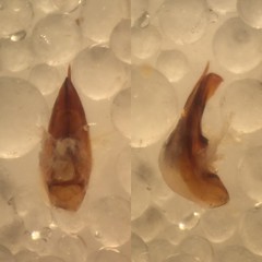 Lathrobium elongatum