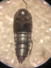Deinopsis erosa
