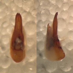 Lathrobium brunnipes