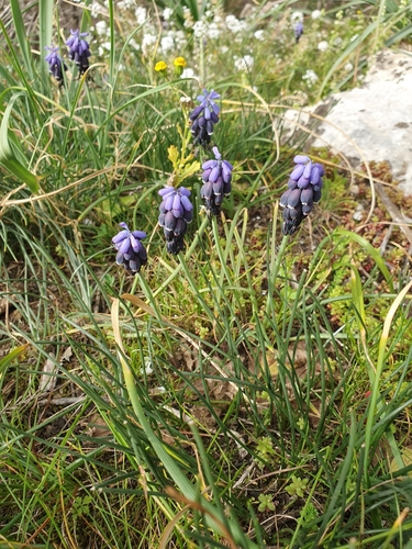 Muscari baeticum, photograph 6