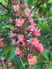 Aesculus × carnea