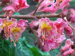Aesculus × carnea
