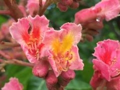 Aesculus × carnea