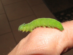 Charaxes
