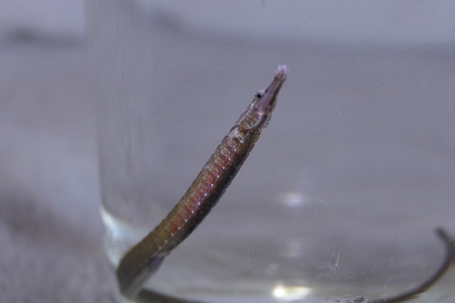 Freshwater pipefish (Ichthyocampus carce) — Syngnathidae — 2