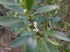 Myoporum aff insulare × laetum