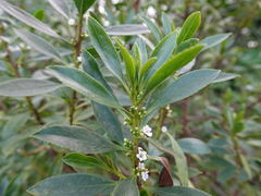 Myoporum aff insulare × laetum