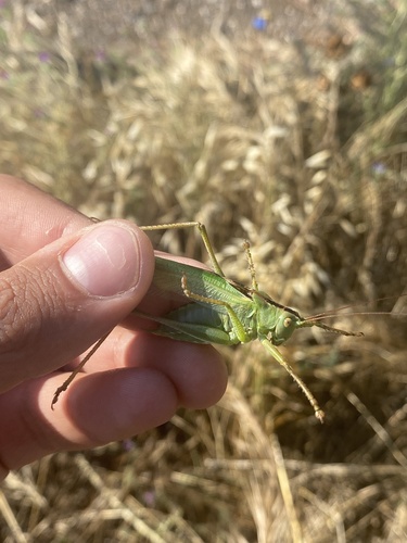 Great green bush-cricket