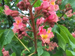 Aesculus × carnea