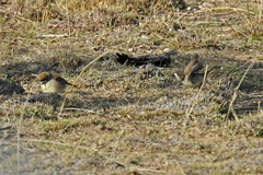 Aphelocephala leucopsis