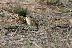 Aphelocephala leucopsis