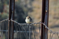 Aphelocephala leucopsis
