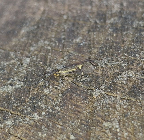 Sulphur Tubic, Netherlands, photo 8 of 10