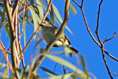 Aphelocephala leucopsis