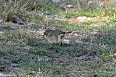 Aphelocephala leucopsis