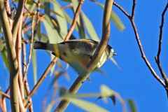 Aphelocephala leucopsis