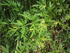 Plasmopara peucedani