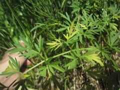 Plasmopara peucedani