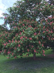 Aesculus × carnea