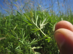 Plasmopara peucedani