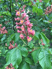Aesculus × carnea