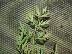 Plasmopara peucedani