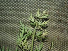 Plasmopara peucedani