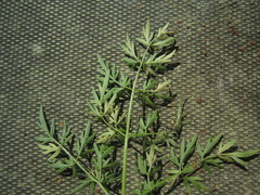 Plasmopara peucedani