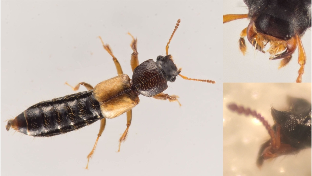 Bledius diota