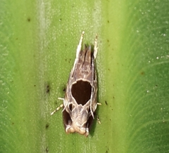 Helcystogramma hibisci