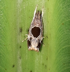 Helcystogramma hibisci