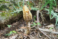 Morchellaceae