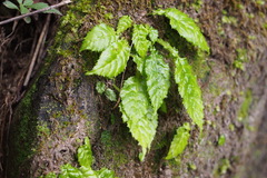 Conandron ramondioides