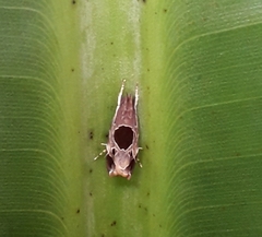 Helcystogramma hibisci