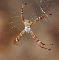Argiope kochi
