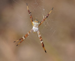 Argiope kochi