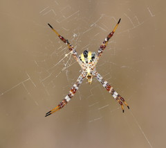 Argiope kochi