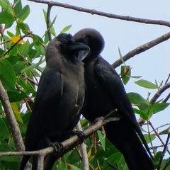 Corvus splendens