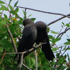 Corvus splendens