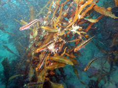 Forsterygion maryannae
