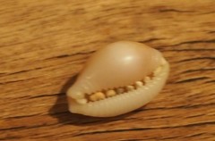 Staphylaea semiplota