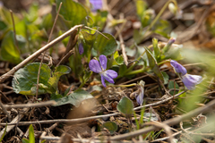 Viola sacchalinensis