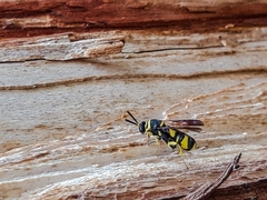 Leucospis
