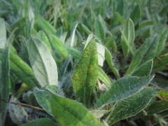 Puccinia hieracii