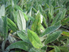 Puccinia hieracii
