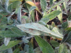 Puccinia hieracii