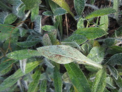 Puccinia hieracii