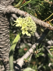Cephalaria alpina